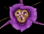 Calochortus macrocarpus - Sagebrush Mariposa Lily17-8691